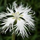 Super Sand Pink Seeds Pcs 20 Eyelet Dianthus Arenarius
