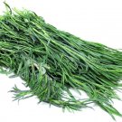 Super Chepiche Seeds Pcs 15 Mexican Pipicha Porophyllum Tagetoides