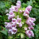 Super Balm Of Gilead Seeds Pcs 5 Cedronella Canariensis