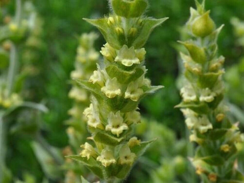 Super Greek Mountain Tea Seeds Pcs 4 Sideritis Syriaca