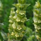Super Greek Mountain Tea Seeds Pcs 4 Sideritis Syriaca