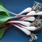 Super Allium Tricoccum Rare Seeds Pcs 8 Wild Garlic Ramp