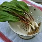Super Allium Tricoccum Rare Seeds Pcs 8 Wild Garlic Ramp