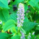 Super Elsholtzia Ciliata Seeds Pcs 12 Vietnam Melisse Kinh Gioi