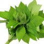 Super Elsholtzia Ciliata Seeds Pcs 12 Vietnam Melisse Kinh Gioi