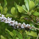 Super Northern Bayberry Seeds Pcs 6 Cirier De Pensylvanie Myrica Pensylvanica