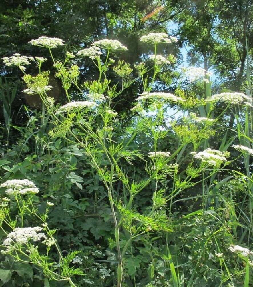 Super Chaerophyllum Bulbosum Seeds Pcs 80 Tuberous Deer