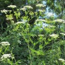 Super Chaerophyllum Bulbosum Seeds Pcs 80 Tuberous Deer