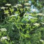 Super Chaerophyllum Bulbosum Seeds Pcs 80 Tuberous Deer
