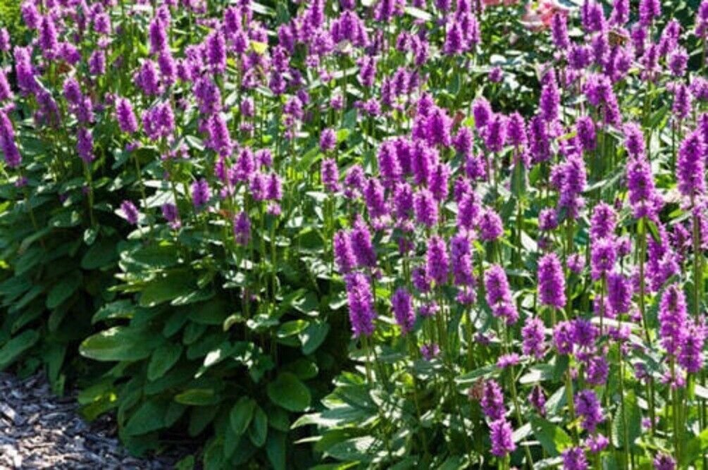 Super Common Betony Seeds Pcs 25 Stachys Officinalis