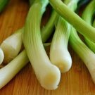 Super Bunshing Onion Seeds Pcs 80 Japanese Onion Leek Allium f Ishikura