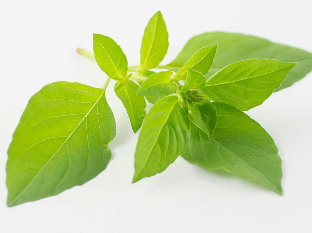 Super Ocimum Citriodorum Seeds Pcs 40 Lemon Basil