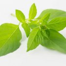 Super Ocimum Citriodorum Seeds Pcs 40 Lemon Basil