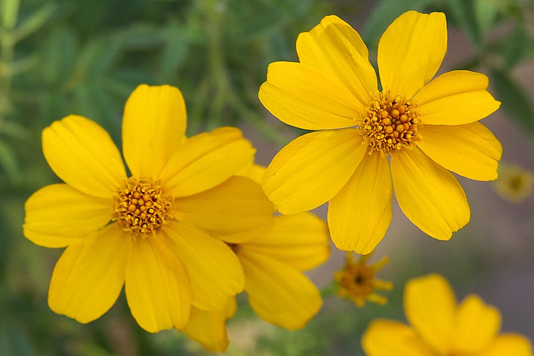 Super Passionfruit Daisy Rare Seeds Pcs 5 Lemmon Marigold Tagetes Lemmonii