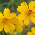 Super Passionfruit Daisy Rare Seeds Pcs 5 Lemmon Marigold Tagetes Lemmonii