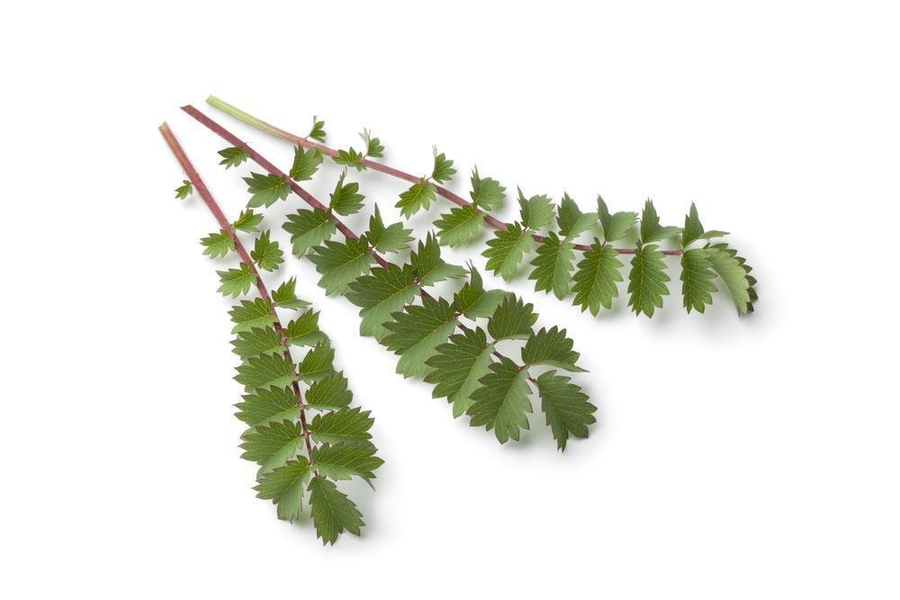 Super Salad Small Burnet Seeds Pcs 80 Sanguisorba Minor