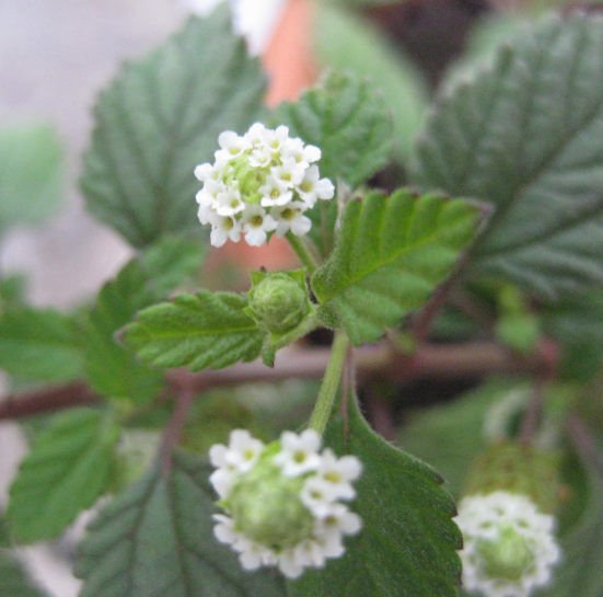 Super Aztec Sweet Herb Seeds Pcs 20 Grass Lippia Dulcis