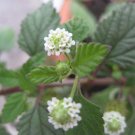 Super Aztec Sweet Herb Seeds Pcs 20 Grass Lippia Dulcis