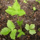 Super Mitsuba Seeds Pcs 60 Japanese Parsley Cryptotaenia Japonica