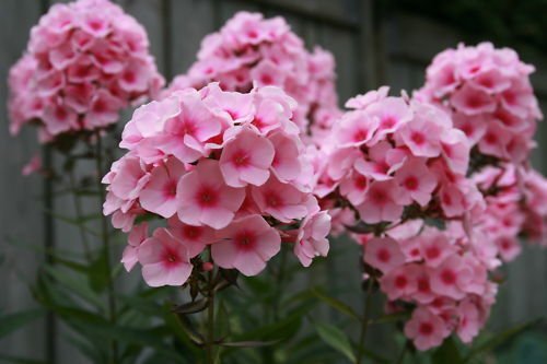 Super Phlox Paniculata Seeds Pcs 5 Phlox Panicule Comestible