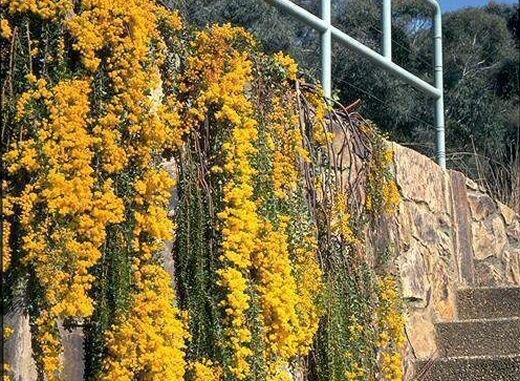 Super Knife Watle Rare Seeds Pcs 5 Knife Mimosa Acacia Cultriformis