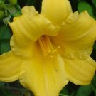 Super Daylily Seeds Pcs 3 Daylily Hemerocallis Stella De Oro
