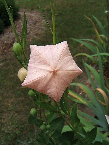 Super Platycodon Grandiflorum Astra Pink Seeds Pcs 10 Balloon Flower