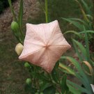 Super Platycodon Grandiflorum Astra Pink Seeds Pcs 10 Balloon Flower