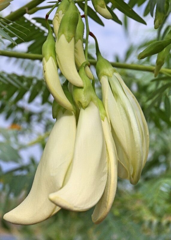 Super White Dragon Tree Seeds Pcs 5 Sesbania Formosa
