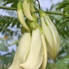 Super White Dragon Tree Seeds Pcs 5 Sesbania Formosa