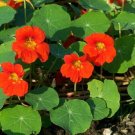 Super Nasturtium Seeds Pcs 20 Of Large Capucine Tropaeolum Majus