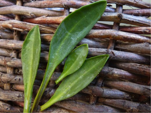 Super Sea Aster Seeds Pcs 8 Sea Spinach Aster Tripolium Aster Maritime