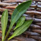 Super Sea Aster Seeds Pcs 8 Sea Spinach Aster Tripolium Aster Maritime