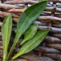 Super Sea Aster Seeds Pcs 8 Sea Spinach Aster Tripolium Aster Maritime