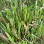 Super Sea Aster Seeds Pcs 8 Sea Spinach Aster Tripolium Aster Maritime