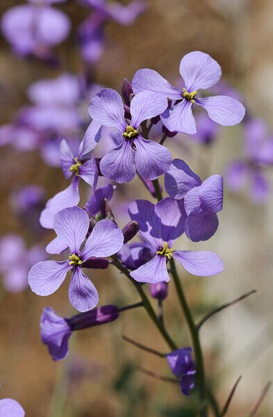 Super Violet Cabbage Seeds Pcs 80 Field Cabbage Moricandia Arvensis