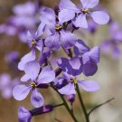 Super Violet Cabbage Seeds Pcs 80 Field Cabbage Moricandia Arvensis