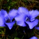 Super Fringed Gentian Rare Seeds Pcs 20 Gentiana Crinita