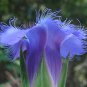 Super Fringed Gentian Rare Seeds Pcs 20 Gentiana Crinita
