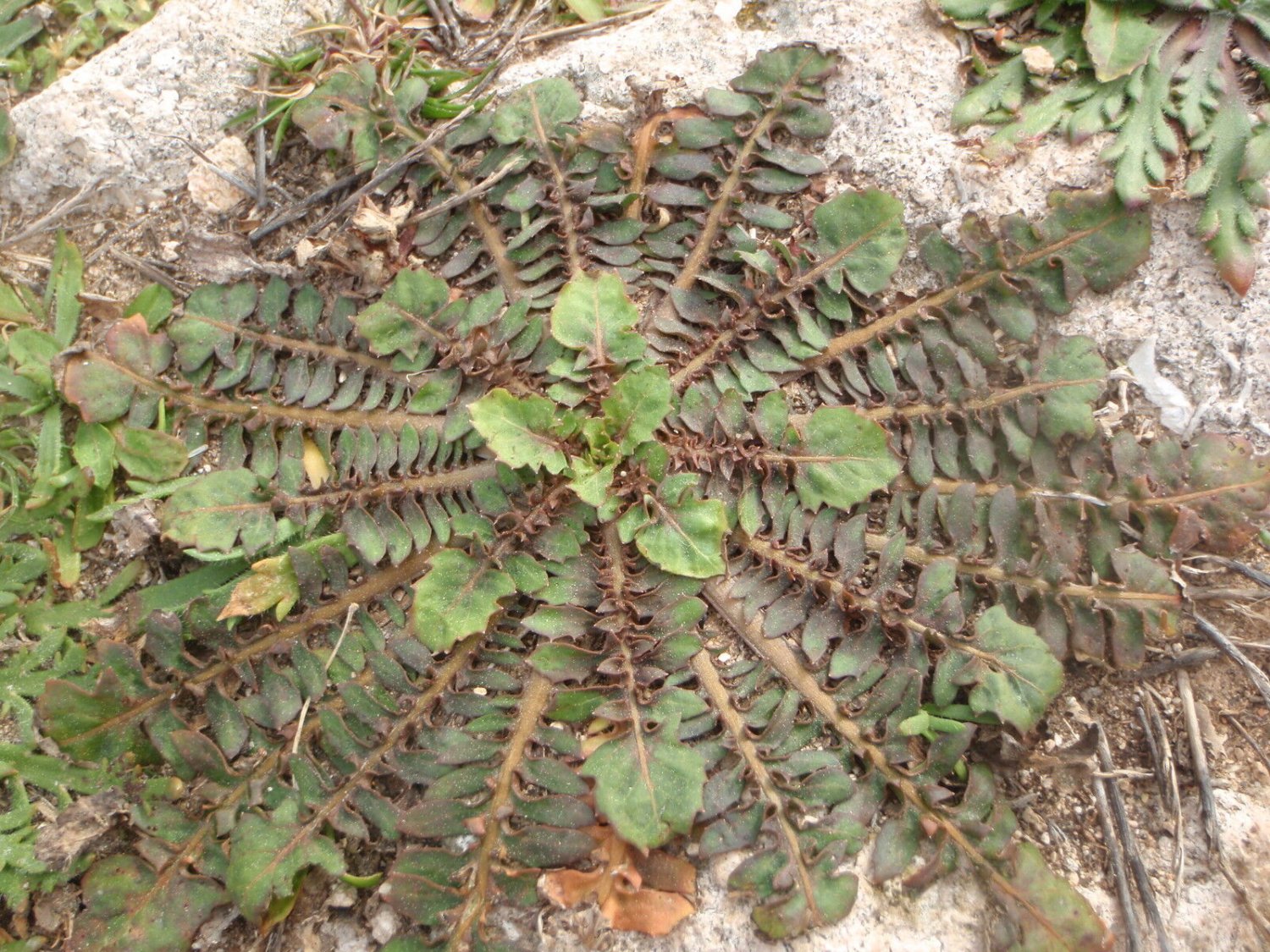 Super Beaked Hawksbeard Seeds Pcs 40 Mourre De Porc Barkhausia Taraxacifolia