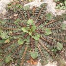 Super Beaked Hawksbeard Seeds Pcs 40 Mourre De Porc Barkhausia Taraxacifolia