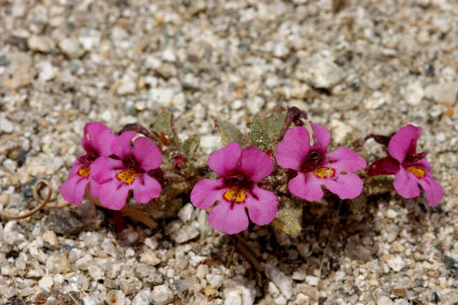 Super Dwarf Purple Monkey Flower Rare Seeds Pcs 8 Mimulus Nanus