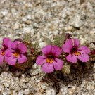 Super Dwarf Purple Monkey Flower Rare Seeds Pcs 8 Mimulus Nanus