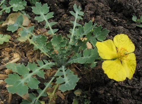 Super Dicranostigma Leptopodum Rare Seeds Pcs 60 Chinese Yellow Poppy