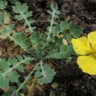 Super Dicranostigma Leptopodum Rare Seeds Pcs 60 Chinese Yellow Poppy