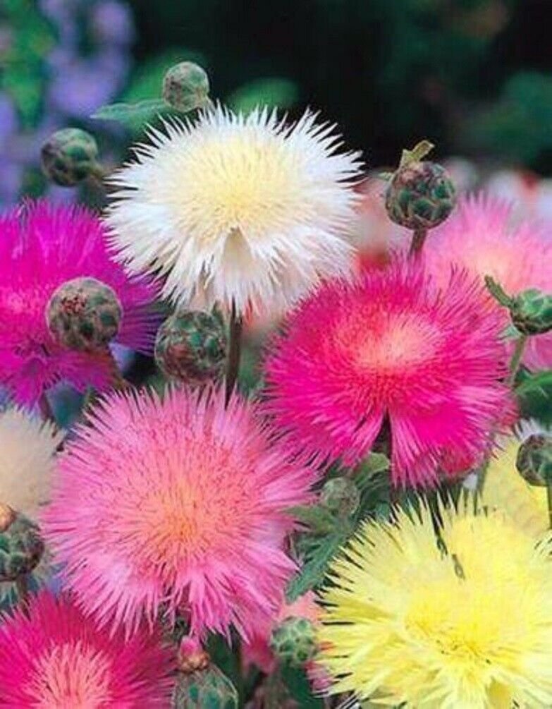 Super Sweet Sultan Seeds Pcs 40 Smelling Centauraeus Centaurea Moschata