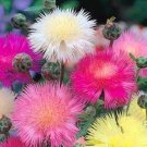 Super Sweet Sultan Seeds Pcs 40 Smelling Centauraeus Centaurea Moschata