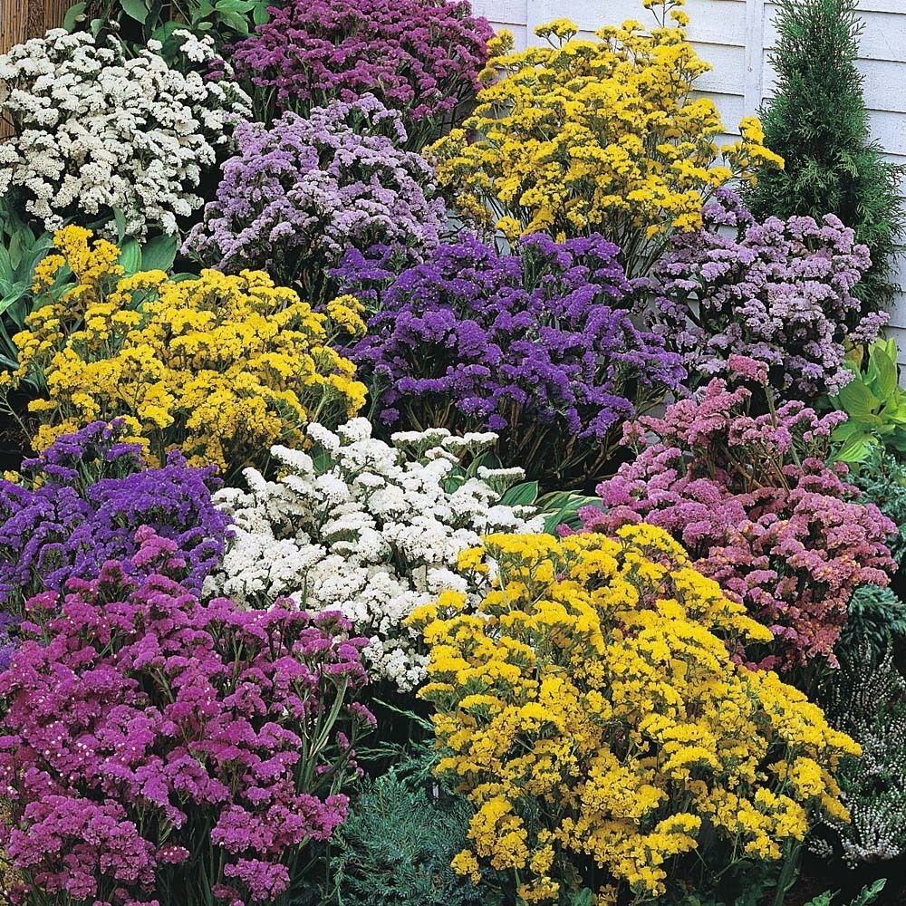 Super Statically Winded Seeds Pcs 25 Lemonium En Melange