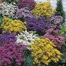 Super Statically Winded Seeds Pcs 25 Lemonium En Melange