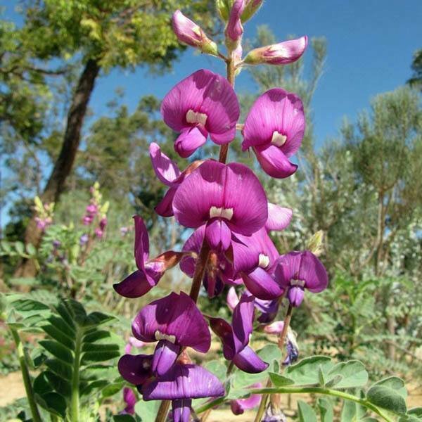 Super Pea Rare Seeds Pcs 5 Swainsona Macccullochiana Hashburton